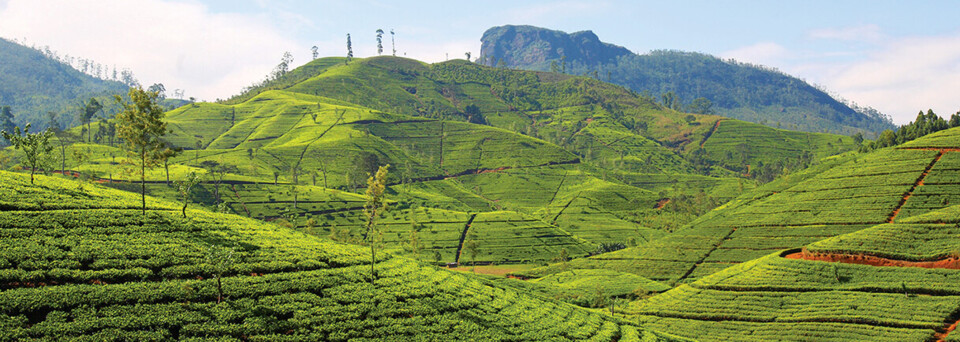 Teeplantage Sri Lanka