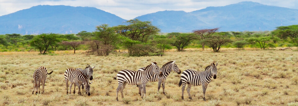 Kenia Reisebericht - Zebraherde im Samburu National Reserve