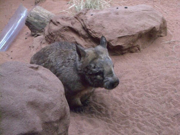 Reisebericht Australien: Wombats