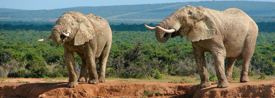 Elefanten im Addo Nationalpark