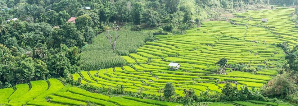 Reisfeldterrassen in Chiang Mai