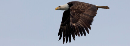 Majestätischer Weißkopf-Seeadler