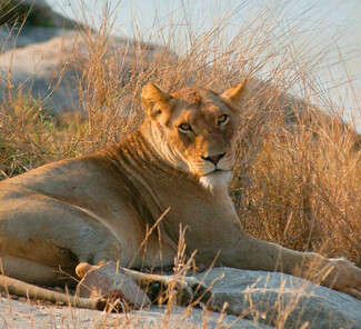 Krüger Nationalpark Südafrika - Löwe am Wasserloch Krüger Nationalpark Südafrika - Löwe am Wasserloch
