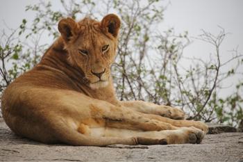 Safari in Tansania