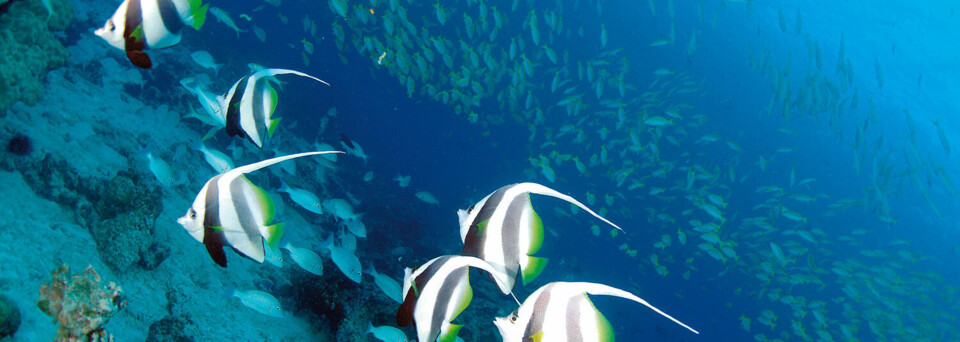 Unterwasserwelt der Seychellen