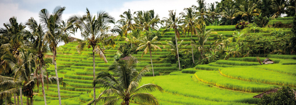Reisterrassen auf Bali