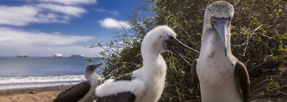 Blaufußtölpel auf den Galapagos Inseln