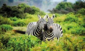 Zebras in Kenia