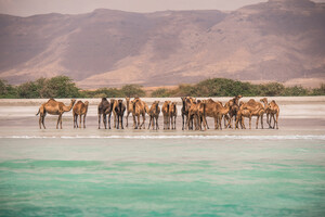 Kamele am Strand von Salalah