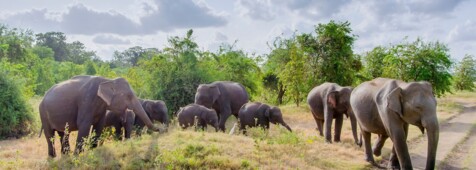 Sri Lanka hautnah - deutschsprachige Privattour