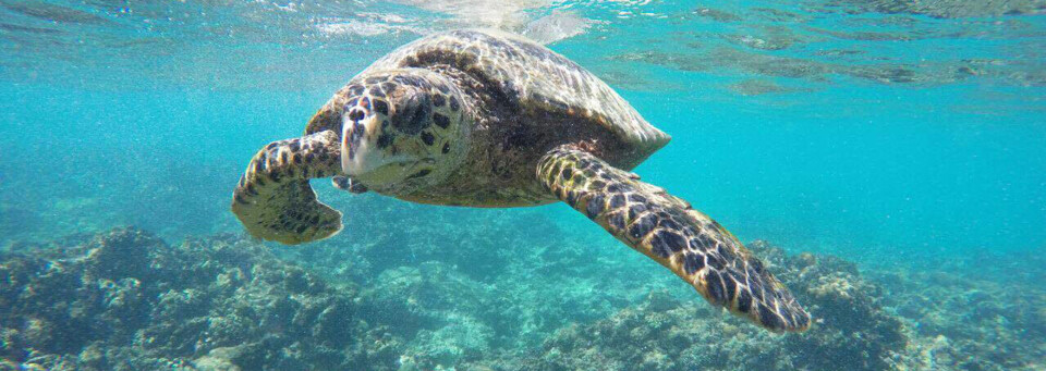 Schildkröte im offenem Meer