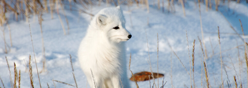 Polarfuchs