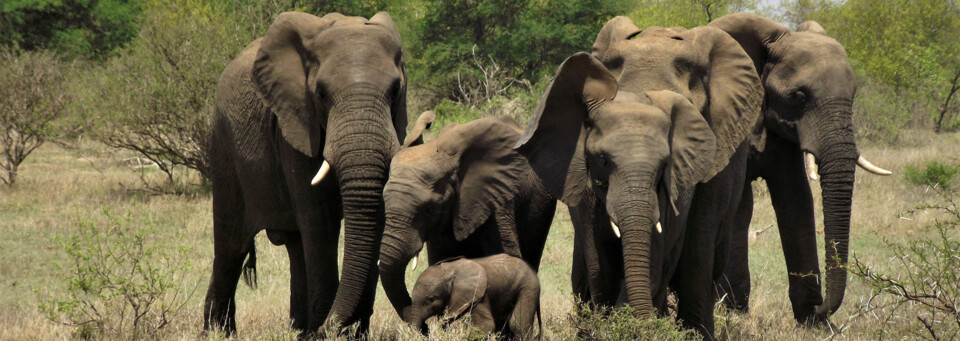 Südafrika - Elefant