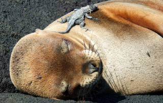 Galápagos Reisebericht - Schlafender Seelöwe