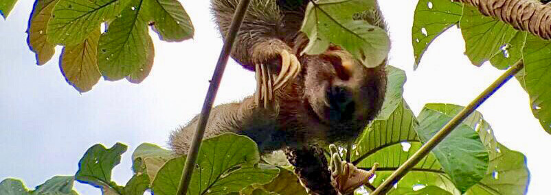 Faultier im Monteverde Nationalpark