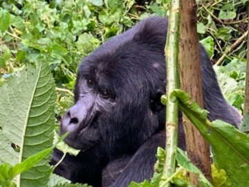 Berggorillatrekking in Uganda