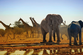 Elefanten und Giraffen am Wasserloch im Etosha Nationalpark