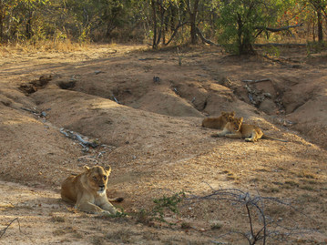 Reisebericht Südafrika - Löwen im Kapama Private Game Reserve
