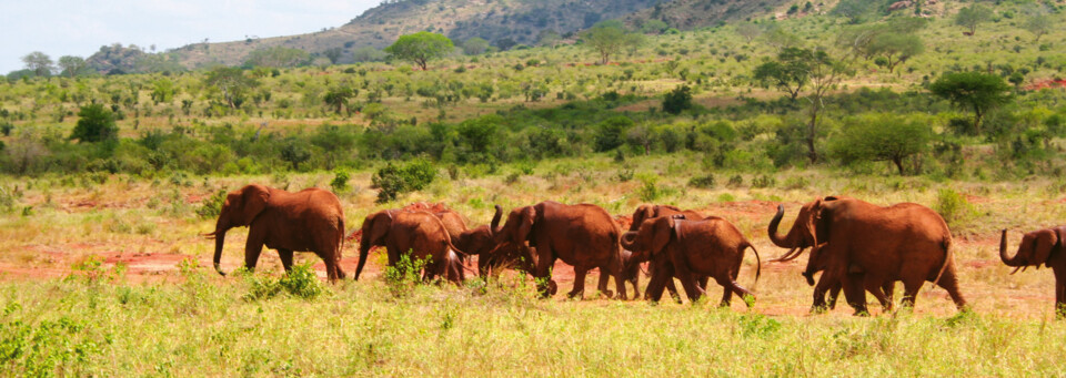 Elefanten im Tsavo East Nationalpark