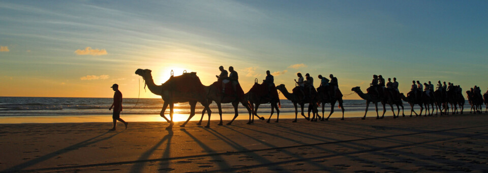 Kamele am Cable Beach in Broome