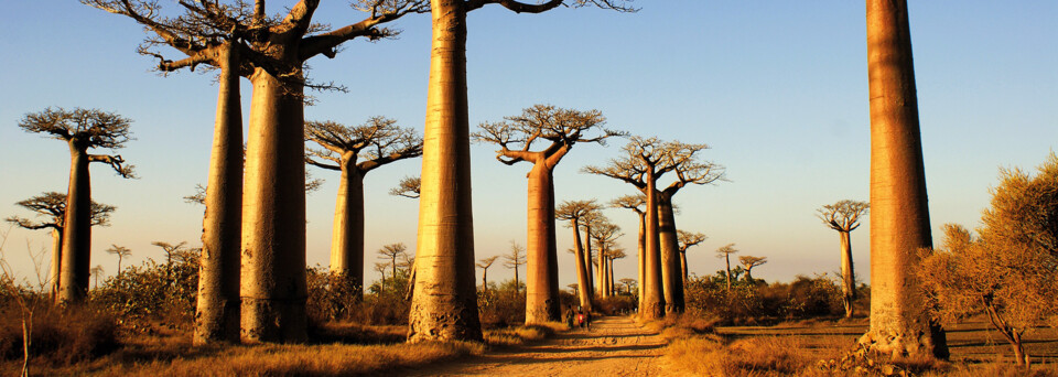 Baobab Allee