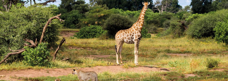 Tuli Block Giraffe und Geparden