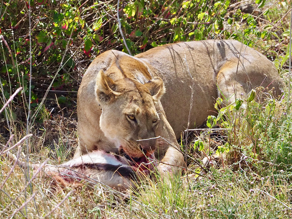 Essende Löwin im Serengeti Park