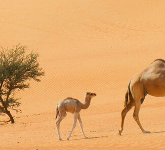 Wahiba Sands: Kamele Wahiba Sands: Kamele