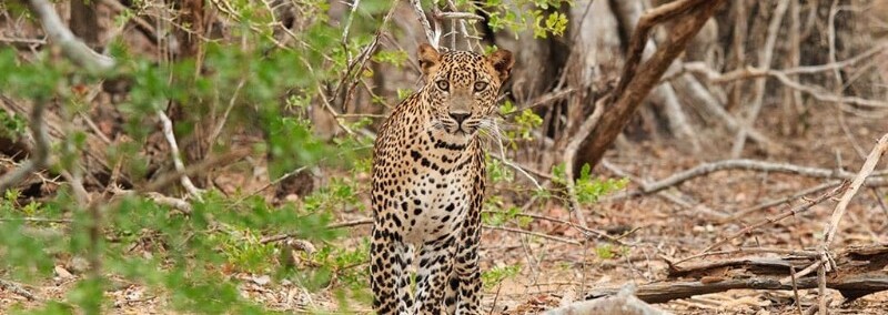 Yala NP Uga Chena Huts Tierbeobachtung