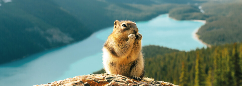 Murmeltier im Banff Nationalpark