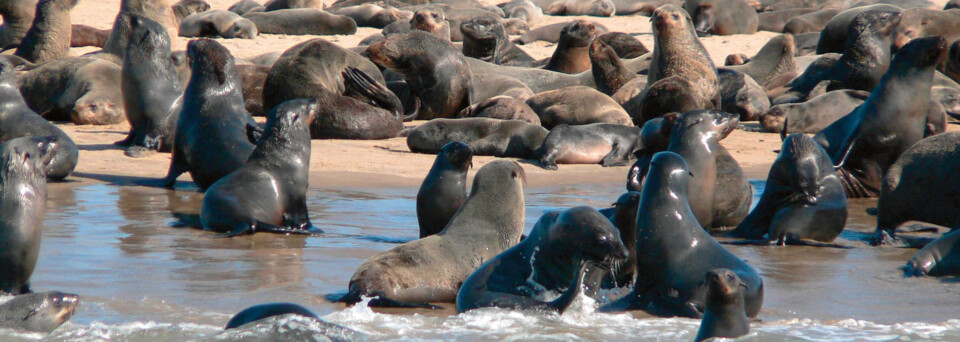 Robben an der Walvis Bay