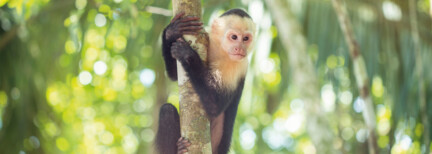 Abenteuer - Costa Rica