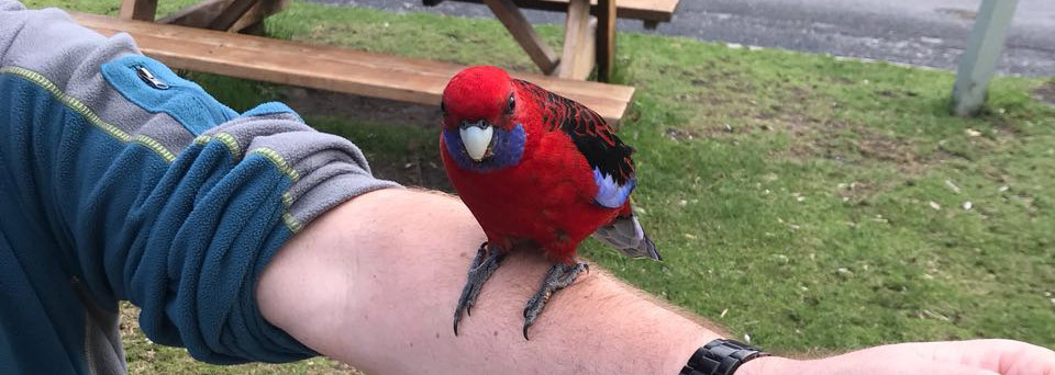 Vogelart im Wilsons Promontory Nationalpark