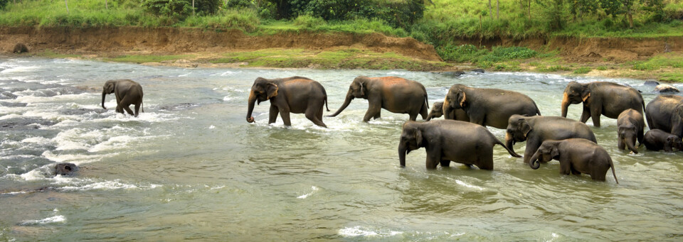 Elefanten in Sri Lanka