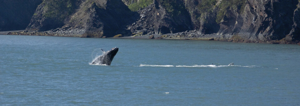 Alaska Reisebericht: Buckelwale im Kenai Fjords Nationalpark