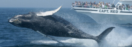 Walbeobachtung Cape Cod