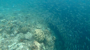 Cebu Moalboal Schnorcheln mit Sardinen