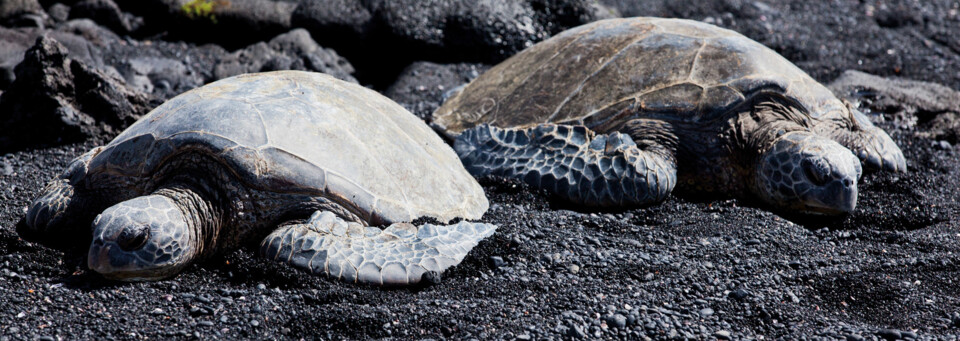 Schildkröten auf Hawaii Island