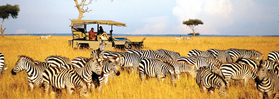 Pirschfahrt durch Zebraherde