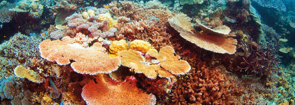 Riff am Great Barrier Reef