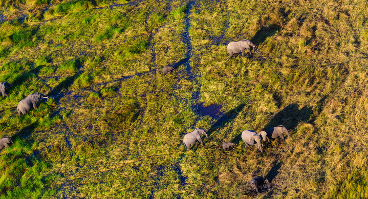 Okavango Delta Safari - Aus der Luft betrachtet: Elefanten im Okavango Delta