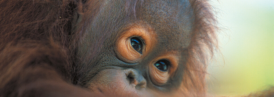 Orang Utan Malysia