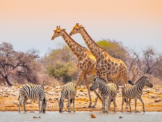 Wasserloch im Etosha Natioanlpark