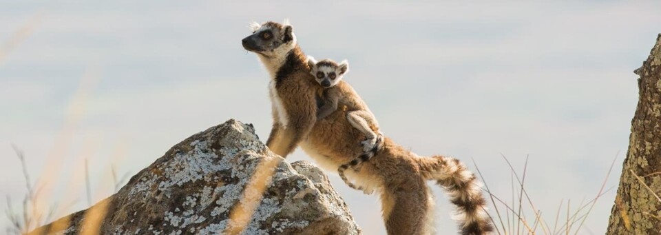 Lemuren im Isalo National Park, Madagaskar