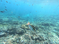 Reisebericht Bali Nusa Lembongan Unterwasserwelt