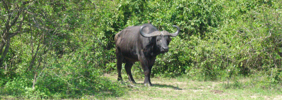 Uganda Reisebericht: Büffel in freier Wildbahn