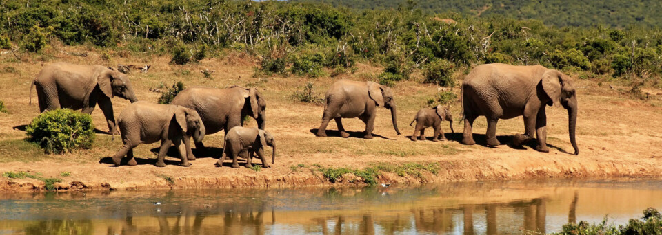 Elefantenherde am Wasserloch