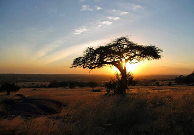 Serengeti Nationalpark, Tansania