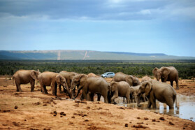 Elefantenherde Addo Nationalpark