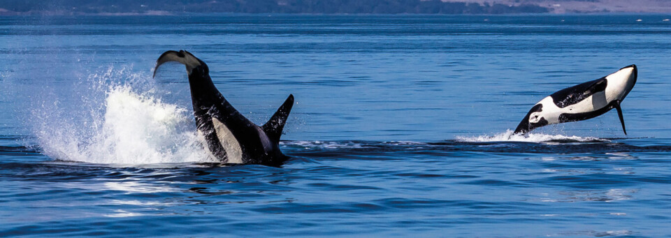 Orcas Vancouver Island